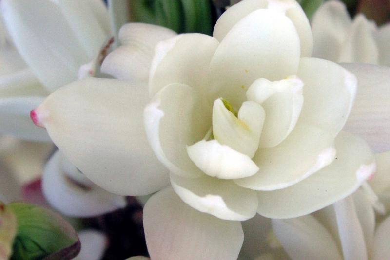 Tuberose Tuberose