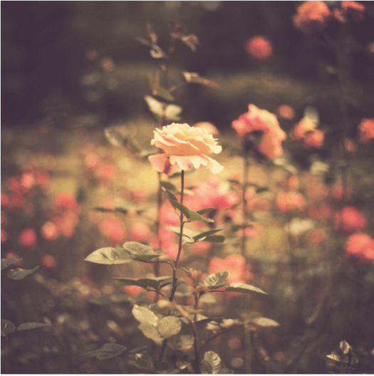 Retro Rose Retro Rose