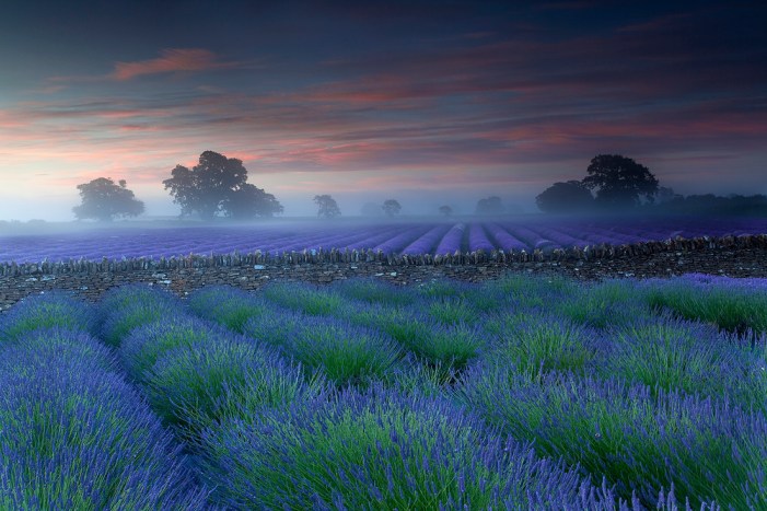 Lavender Field Lavender Field