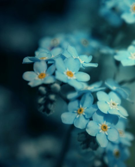 Frozen Flowers Frozen Flowers