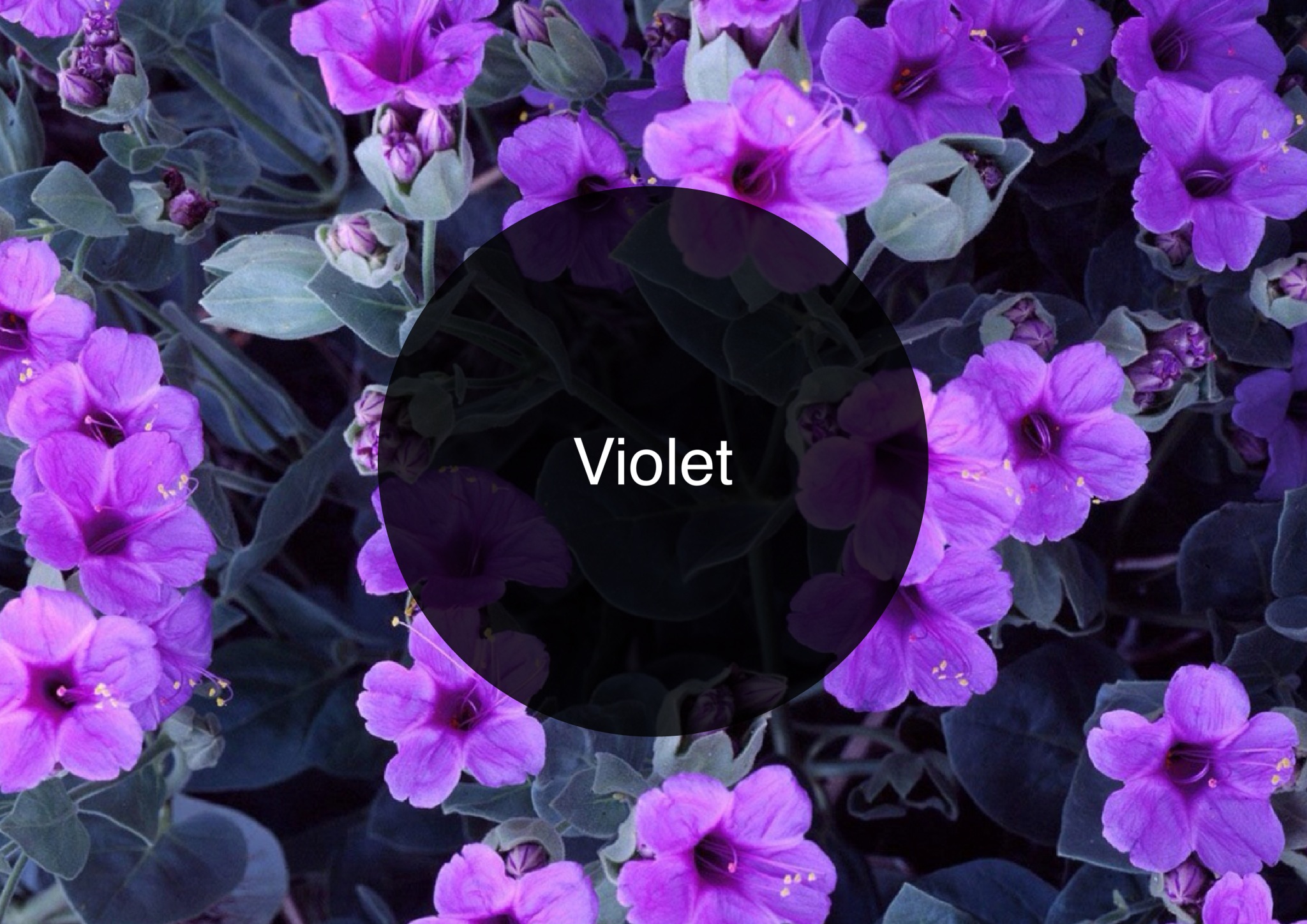 The Candy Perfume Boy's Guide to Violet
