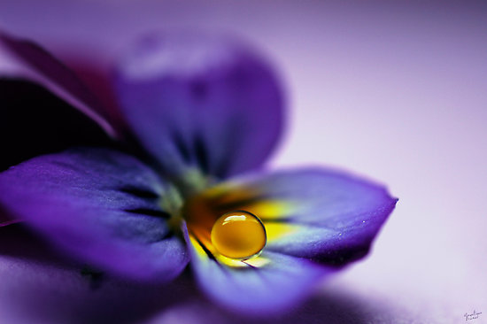 The Violet Flower