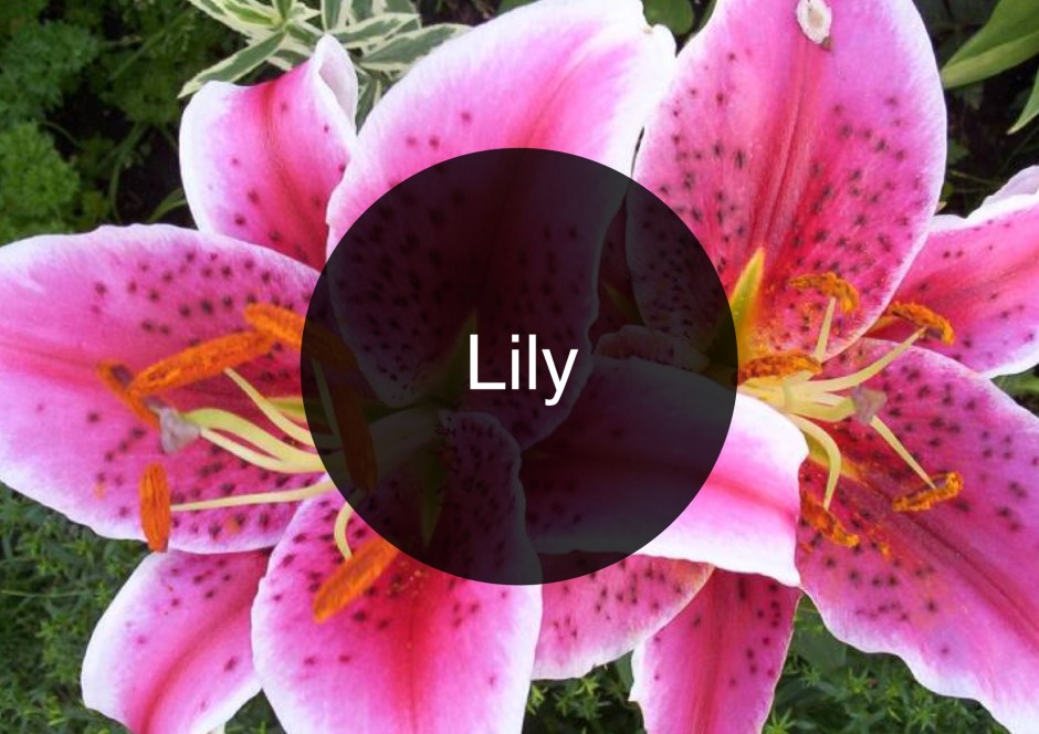 The Candy Perfume Boy's Guide to Lily