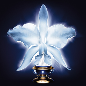 Orchidée Impériale