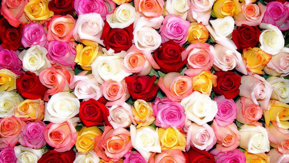 A Multitude of Multicoloured Roses