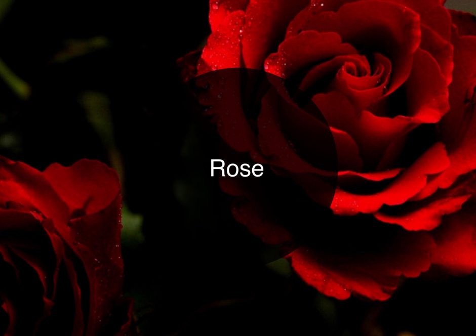 The Candy Perfume Boy's Guide to Rose
