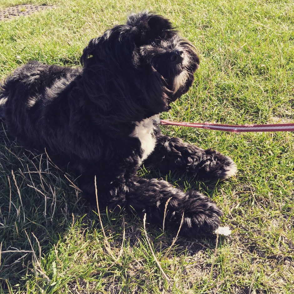 "Finally, Maisie sums top how we all feel - exhausted by the sun but content with the simple pleasures in life. Warm, salty fur, Doritos and wet noses."