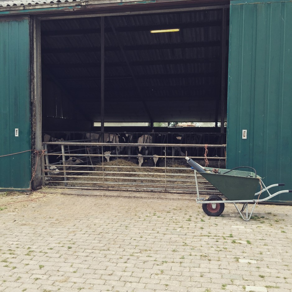 "At the cheese/clog factory where the smell in the air is unequivocally 'cow'. For someone who grew up in the countryside, the smell of warm animals and manure is a comfort #ScentedStories #Amsterdam"