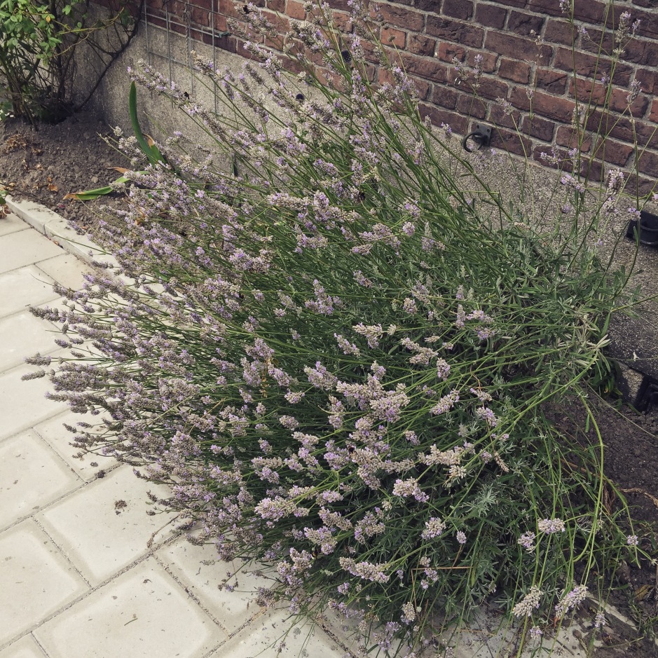 "We could smell the gorgeous herbal caramel scent of this lavender plant long before we could see it. If only we could smell the bees too! #ScentedStories #Amsterdam"