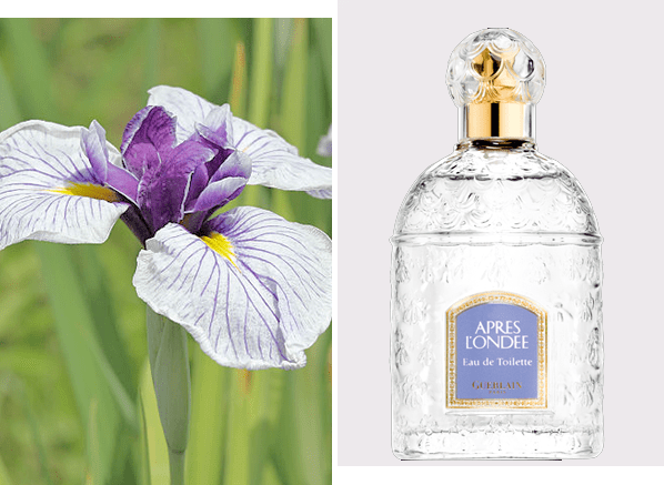 Victorian Language of Flowers