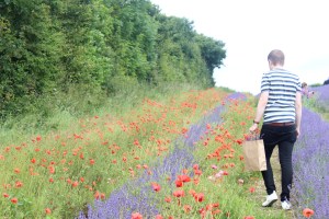 A Rose Amongst the Flowers