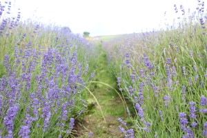 Lavender Highways
