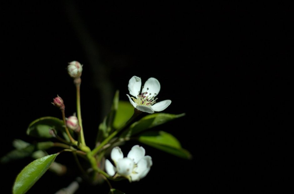 Beasts and Belles of the Night