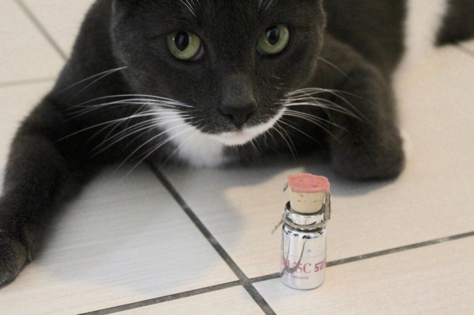 The Feline Musk: Musc by Bruno Acampora