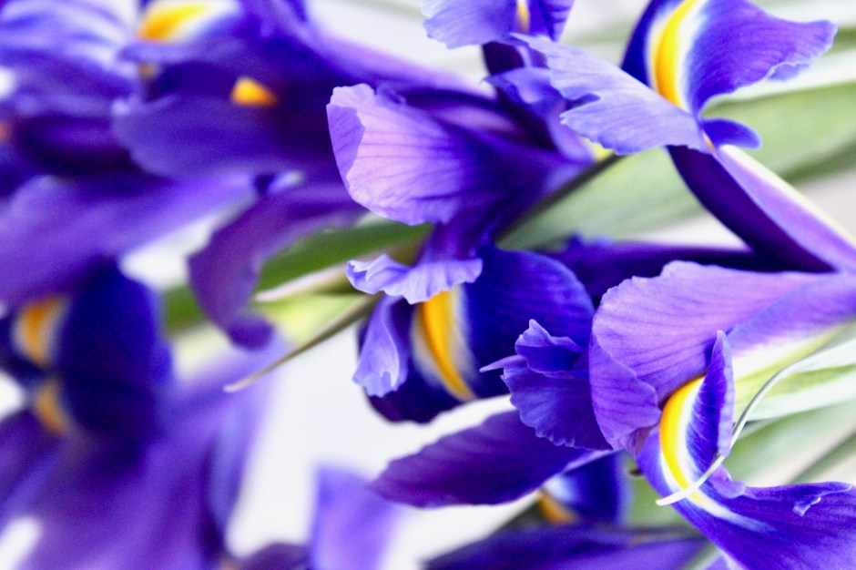 Inside Iris - An Olfactory Deconstruction