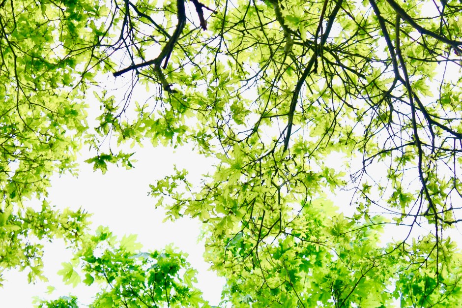 Dreaming Under The Canopy